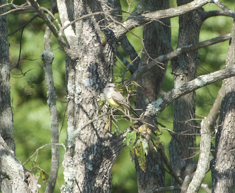 Western Kingbird - ML641815874