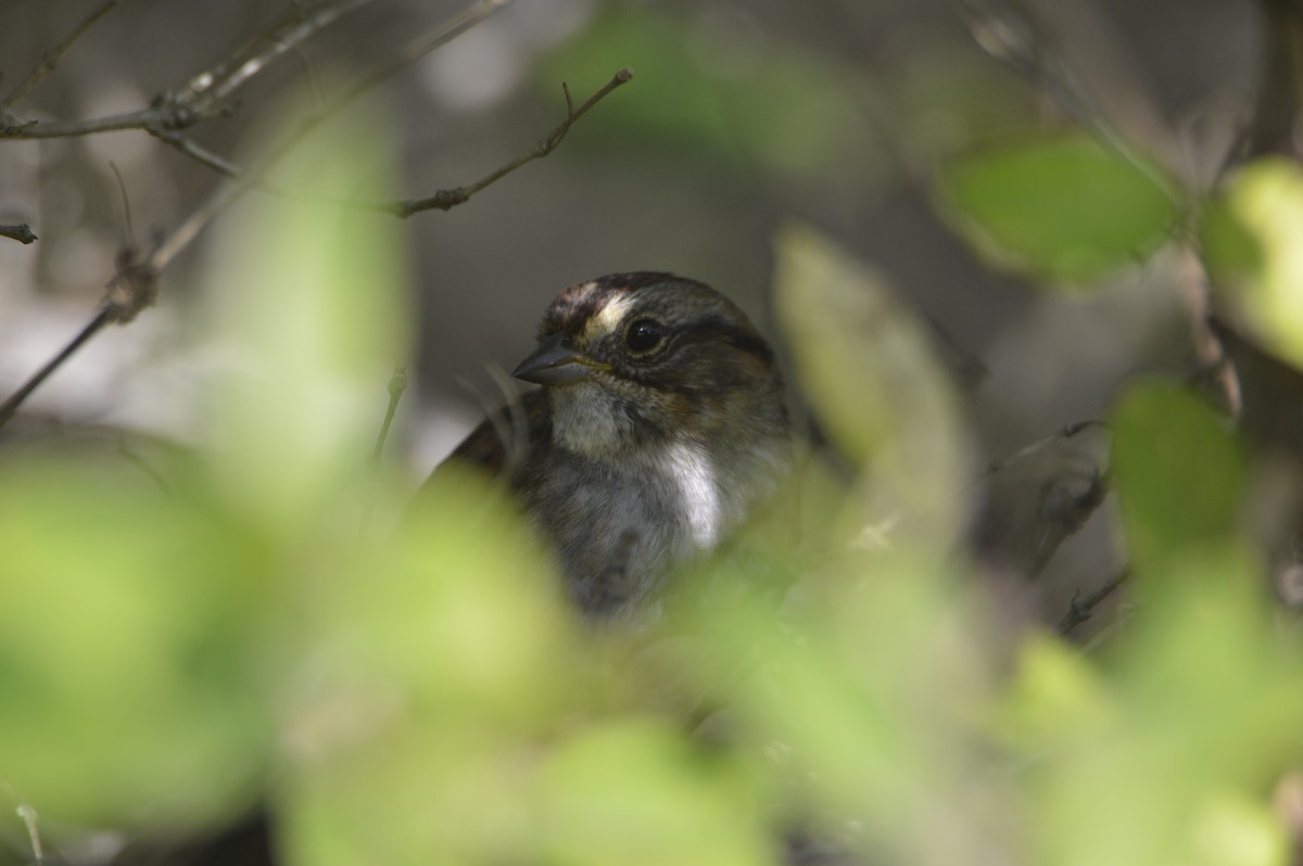 Swamp Sparrow - ML641815875