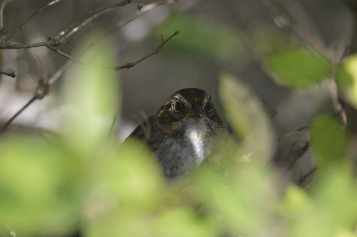 Swamp Sparrow - ML641815876