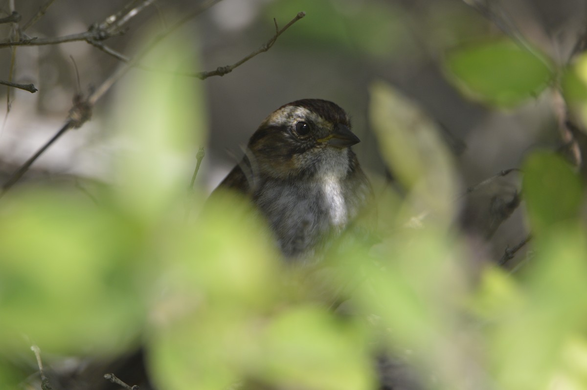 Swamp Sparrow - ML641815877