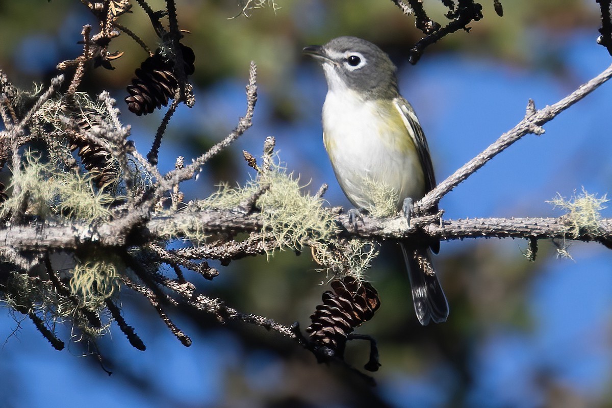 Blue-headed Vireo - ML641815881