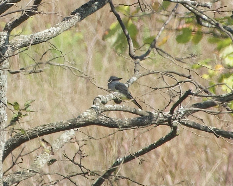 Western Kingbird - ML641815883
