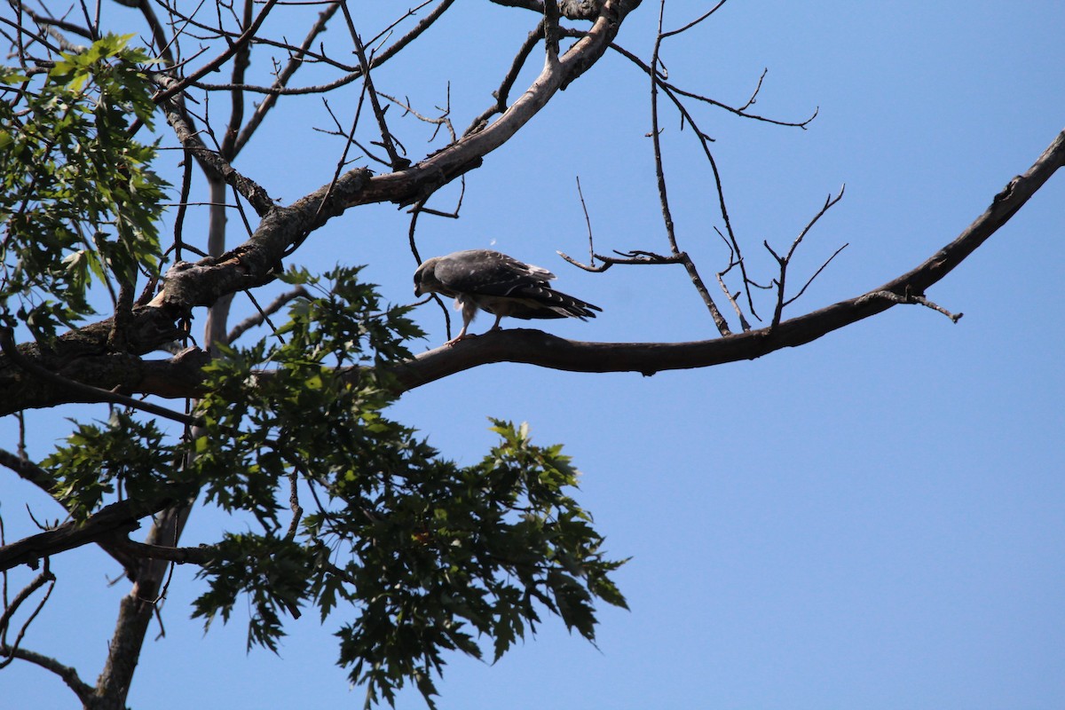 Mississippi Kite - ML641815890