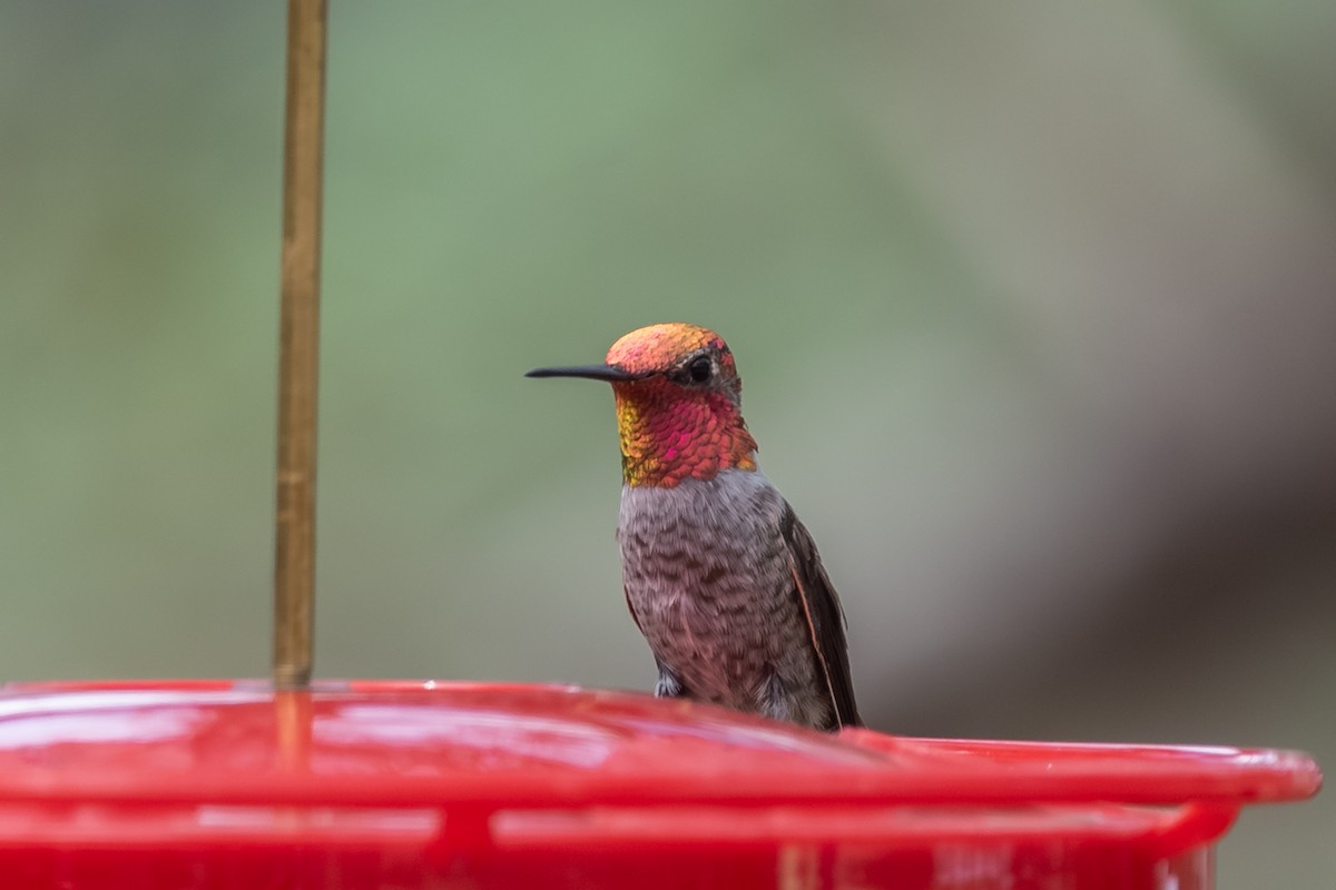 Anna's Hummingbird - ML641815895