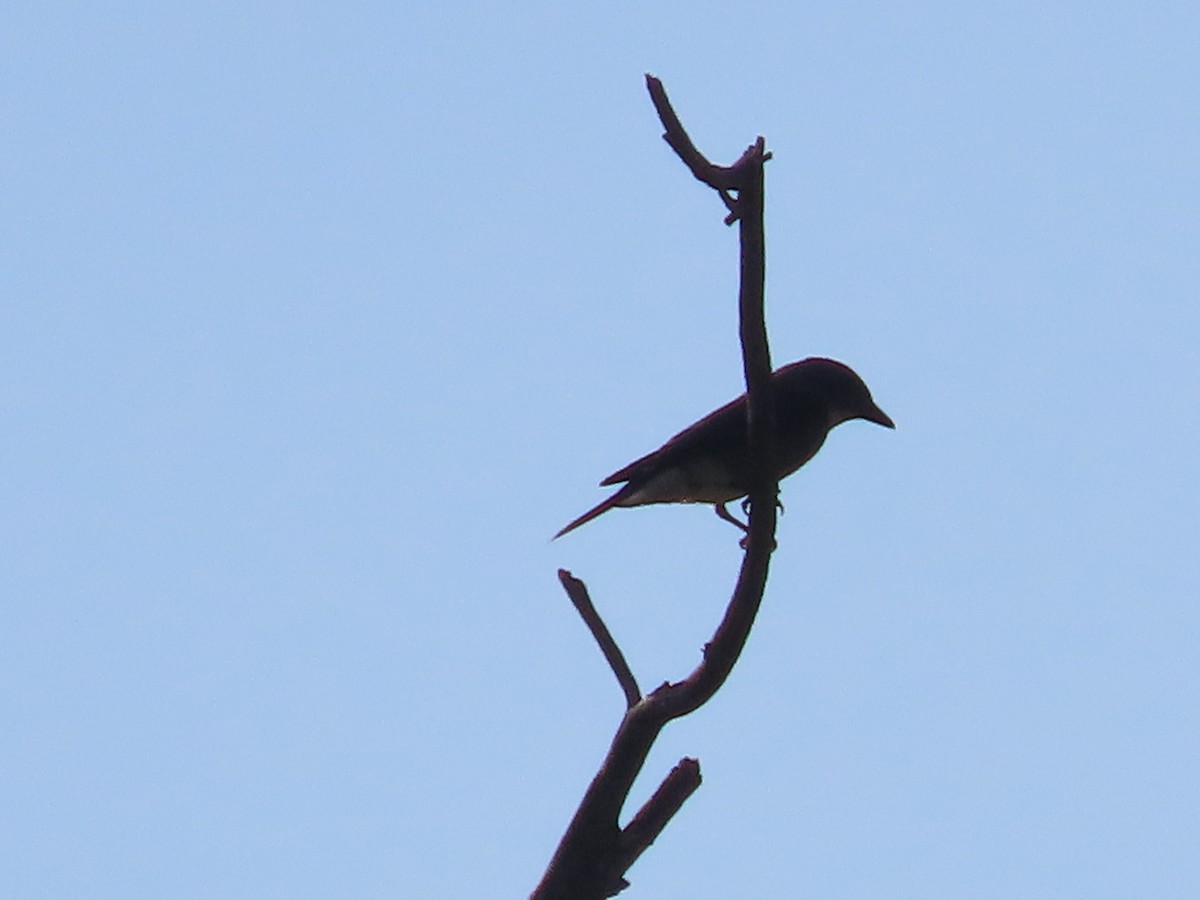 Olive-sided Flycatcher - ML641815898