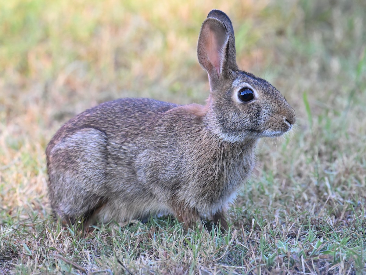 ארנב כותנה מזרחי - ML641815901