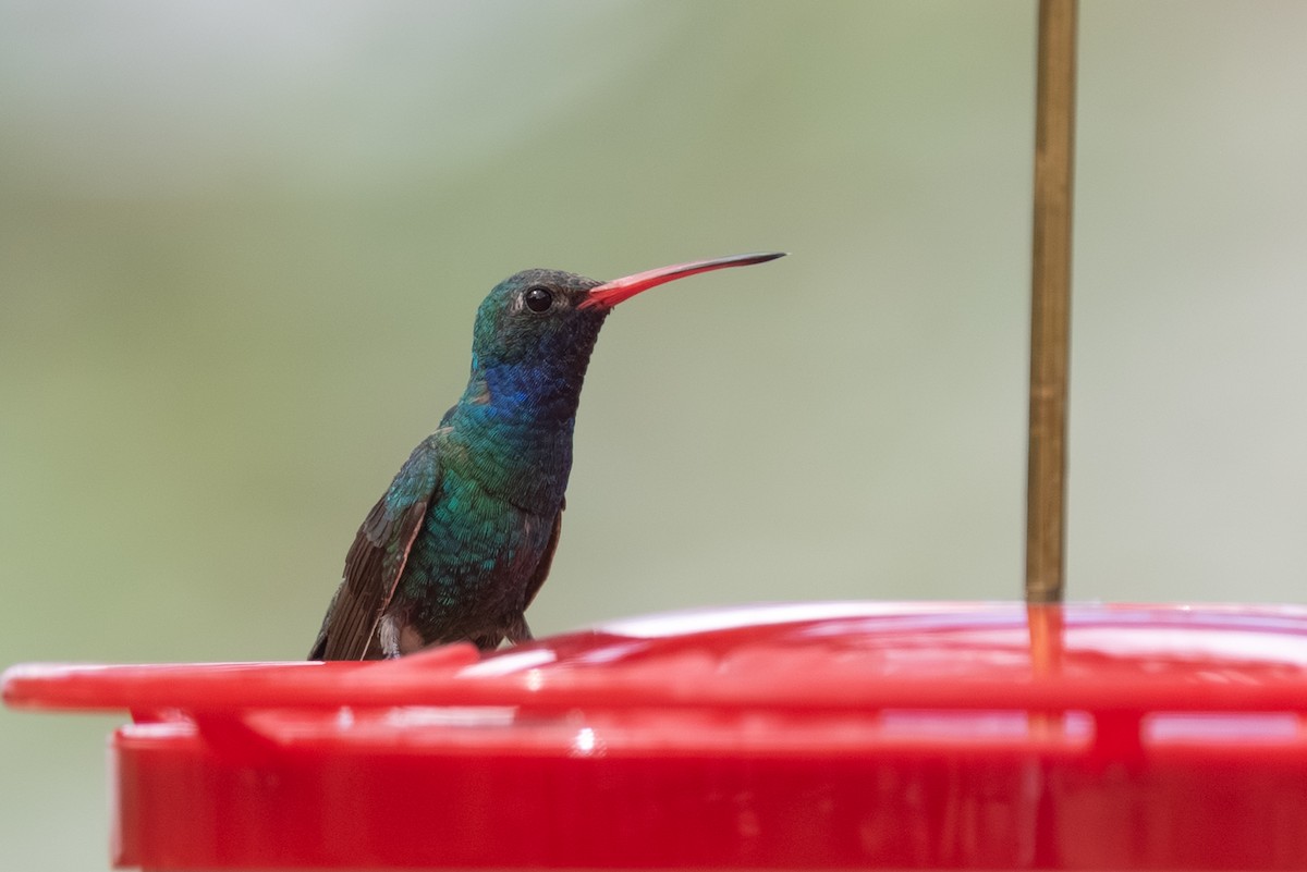 Broad-billed Hummingbird - ML641815902