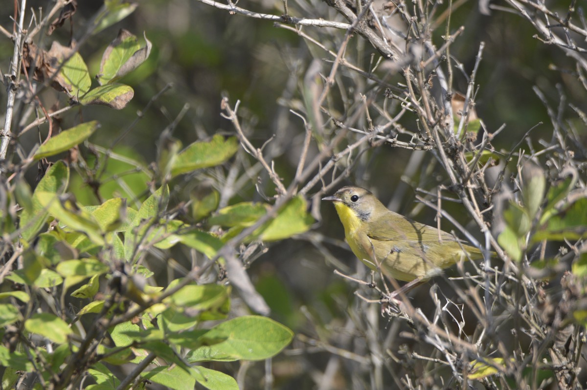 Common Yellowthroat - ML641815904