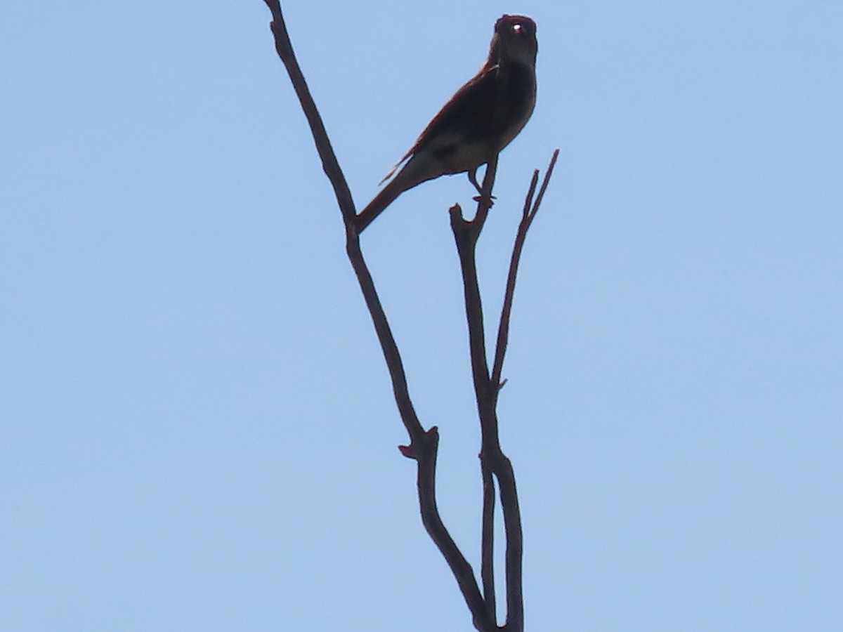 Olive-sided Flycatcher - ML641815905
