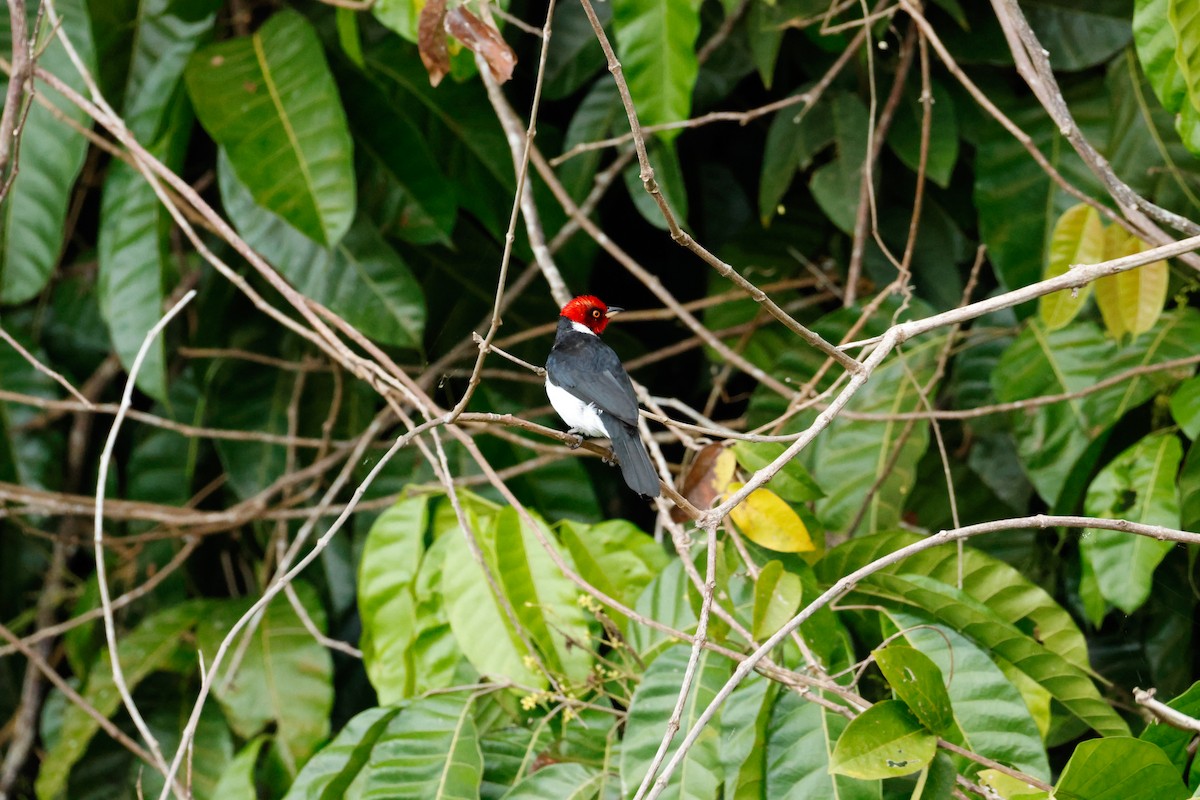 Red-capped Cardinal - ML641815909