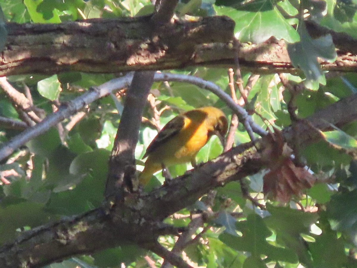 Baltimore Oriole - ML641815926