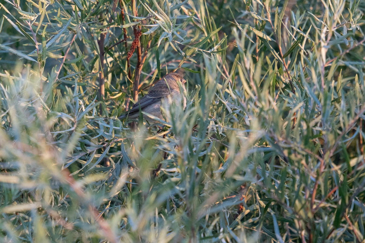Lazuli Bunting - ML641815931