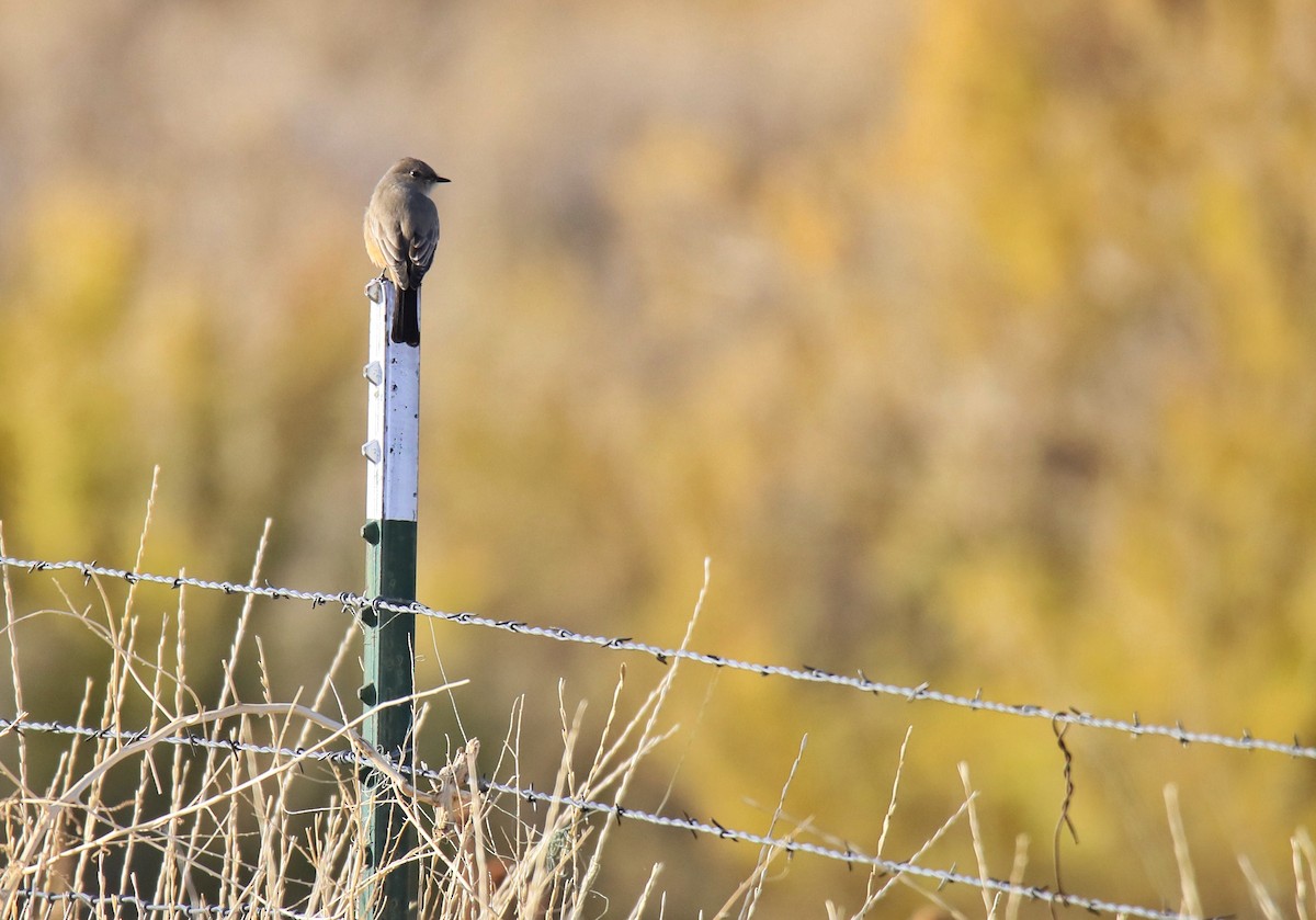 Say's Phoebe - ML641815933