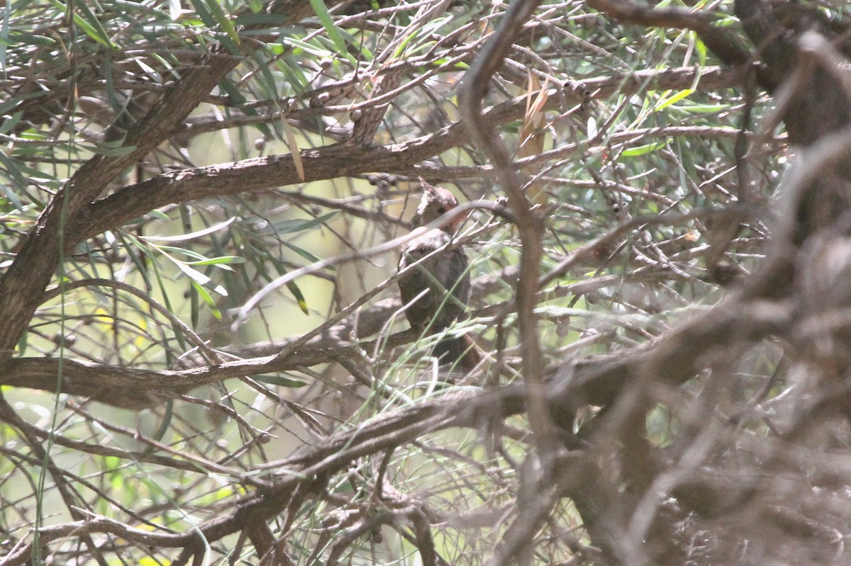 Pyrrhuloxia - ML641815936