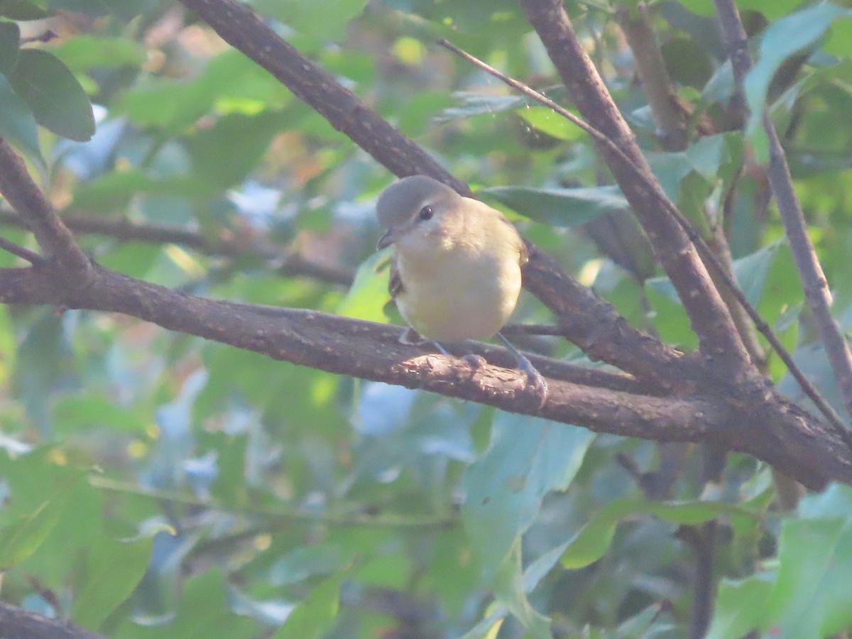 Warbling Vireo - ML641815937