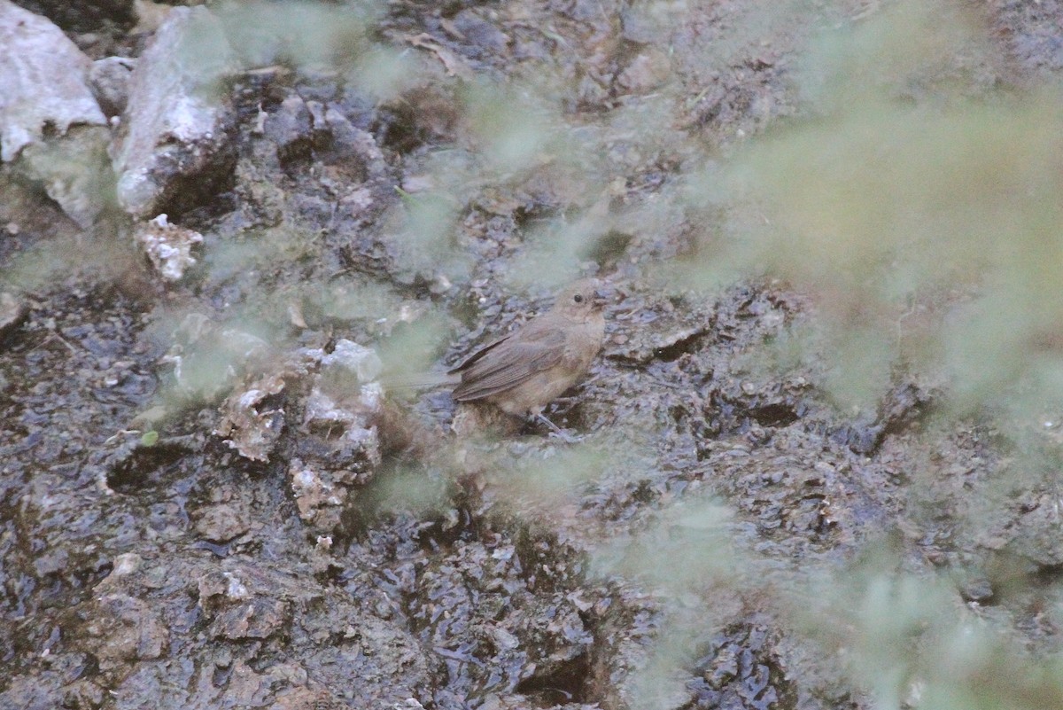 Varied Bunting - ML641815943