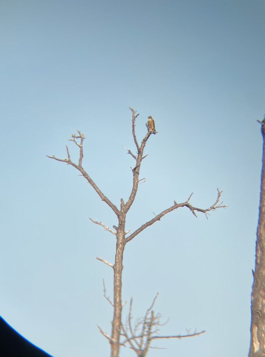 Merlin - ML641815944