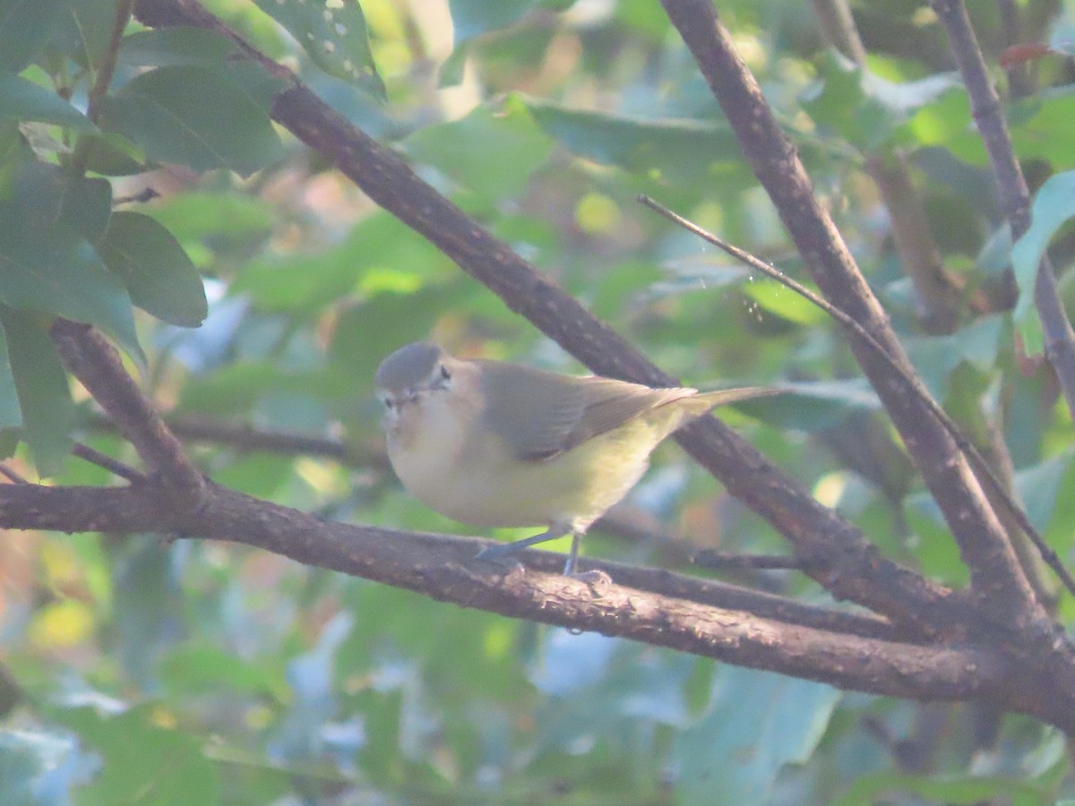 Warbling Vireo - ML641815945