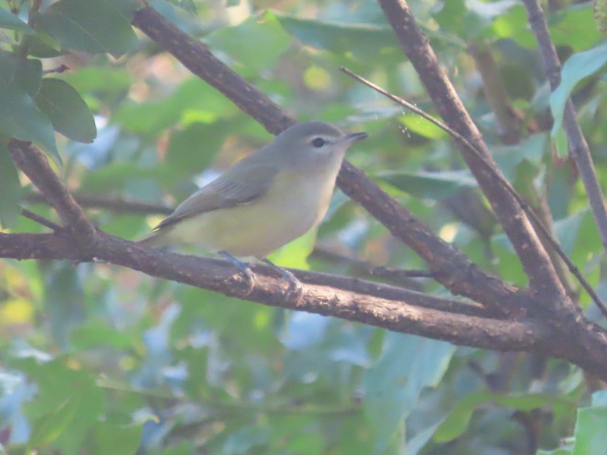 Warbling Vireo - ML641815947