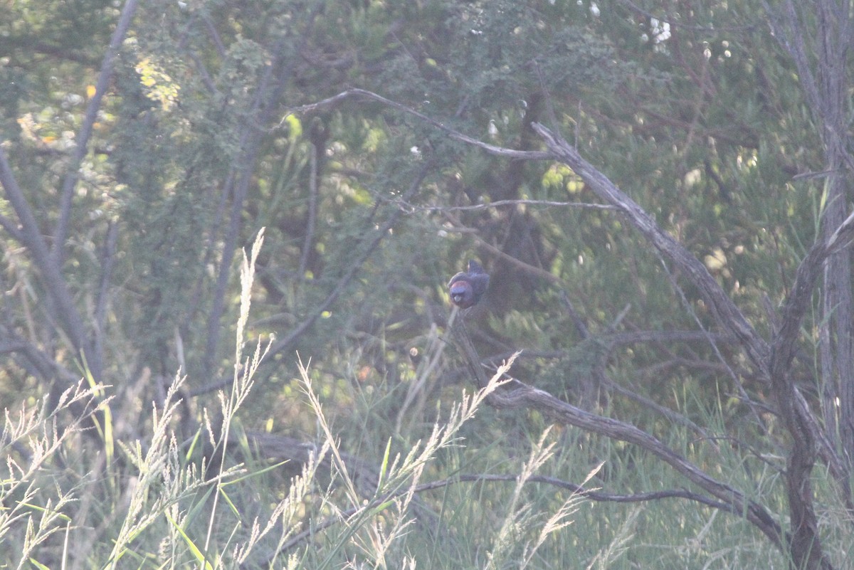 Varied Bunting - ML641815948