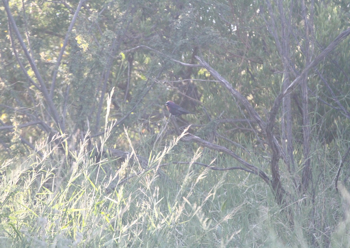 Varied Bunting - ML641815949