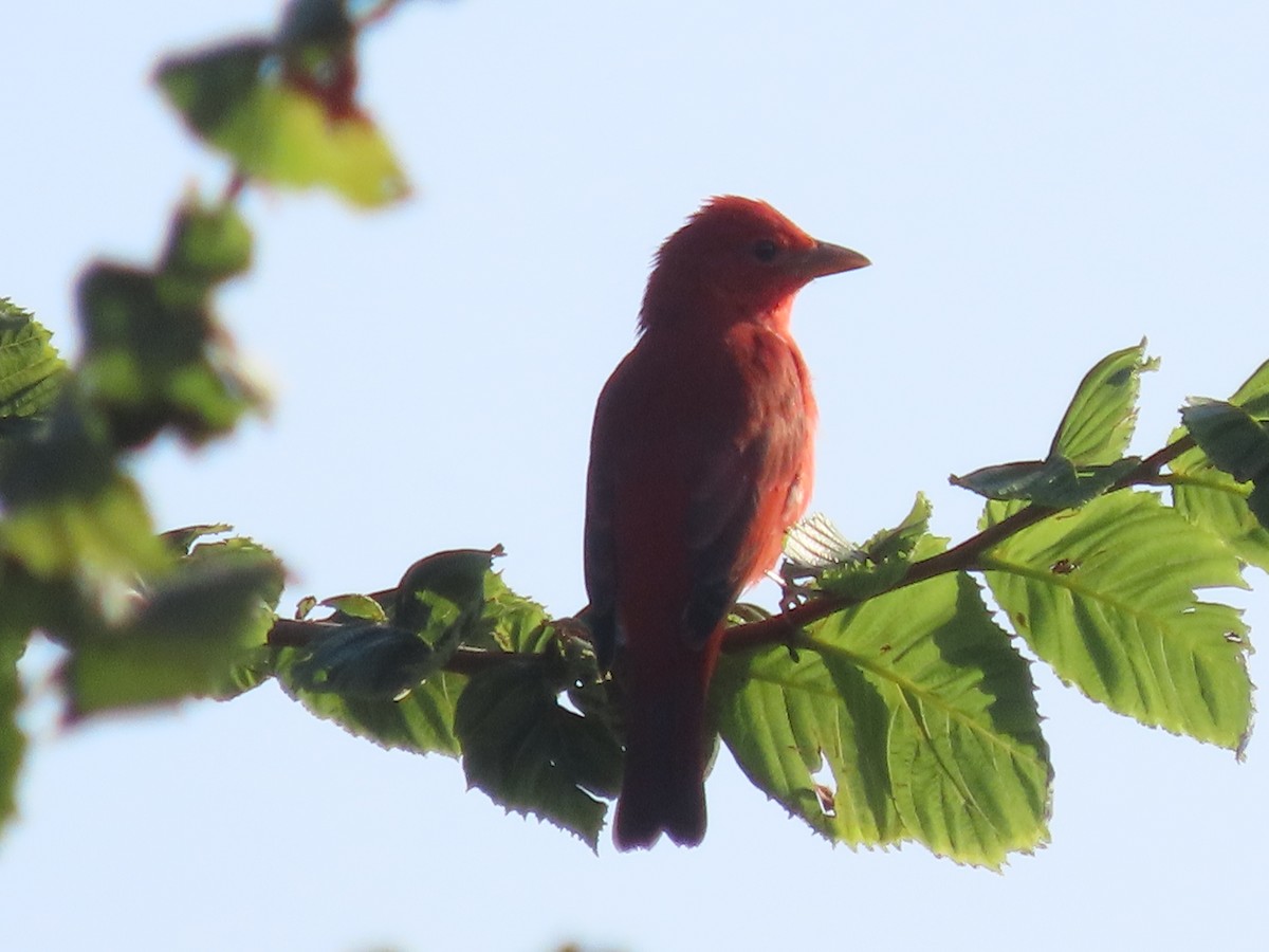 Summer Tanager - ML641815961