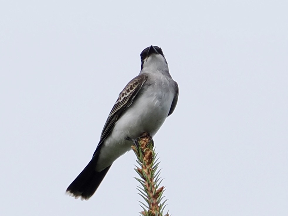 Eastern Kingbird - ML641815962