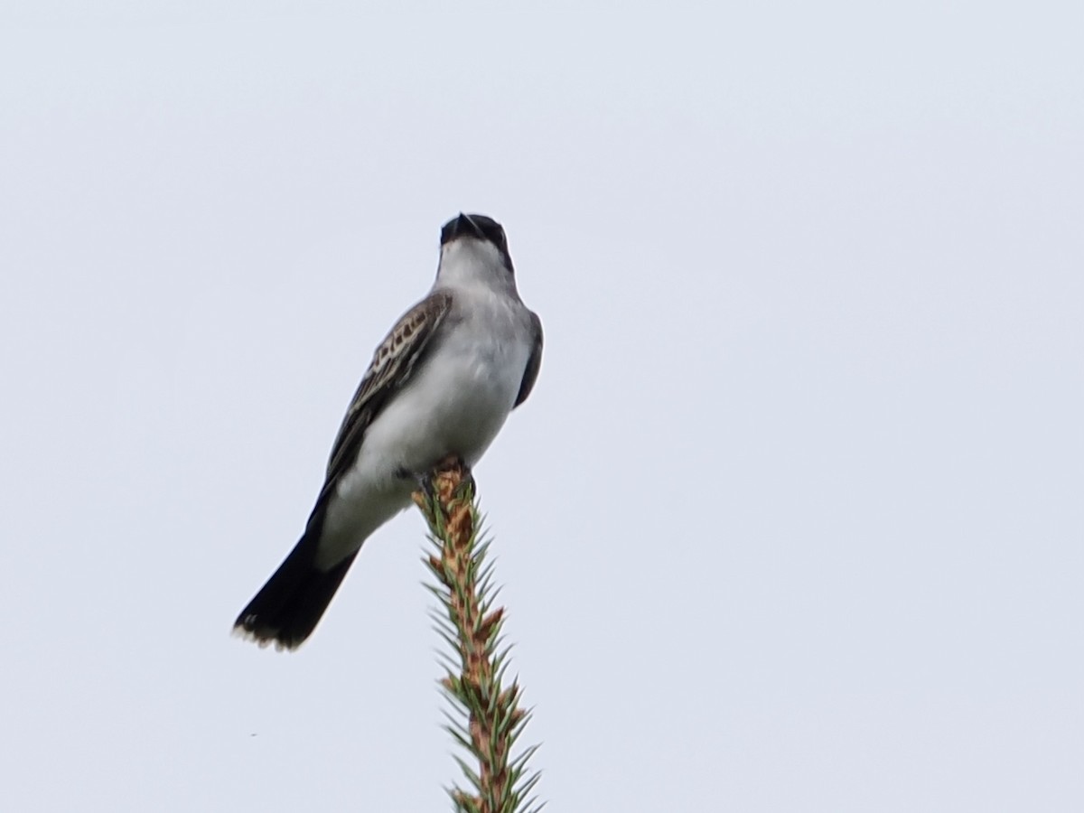 Eastern Kingbird - ML641815963