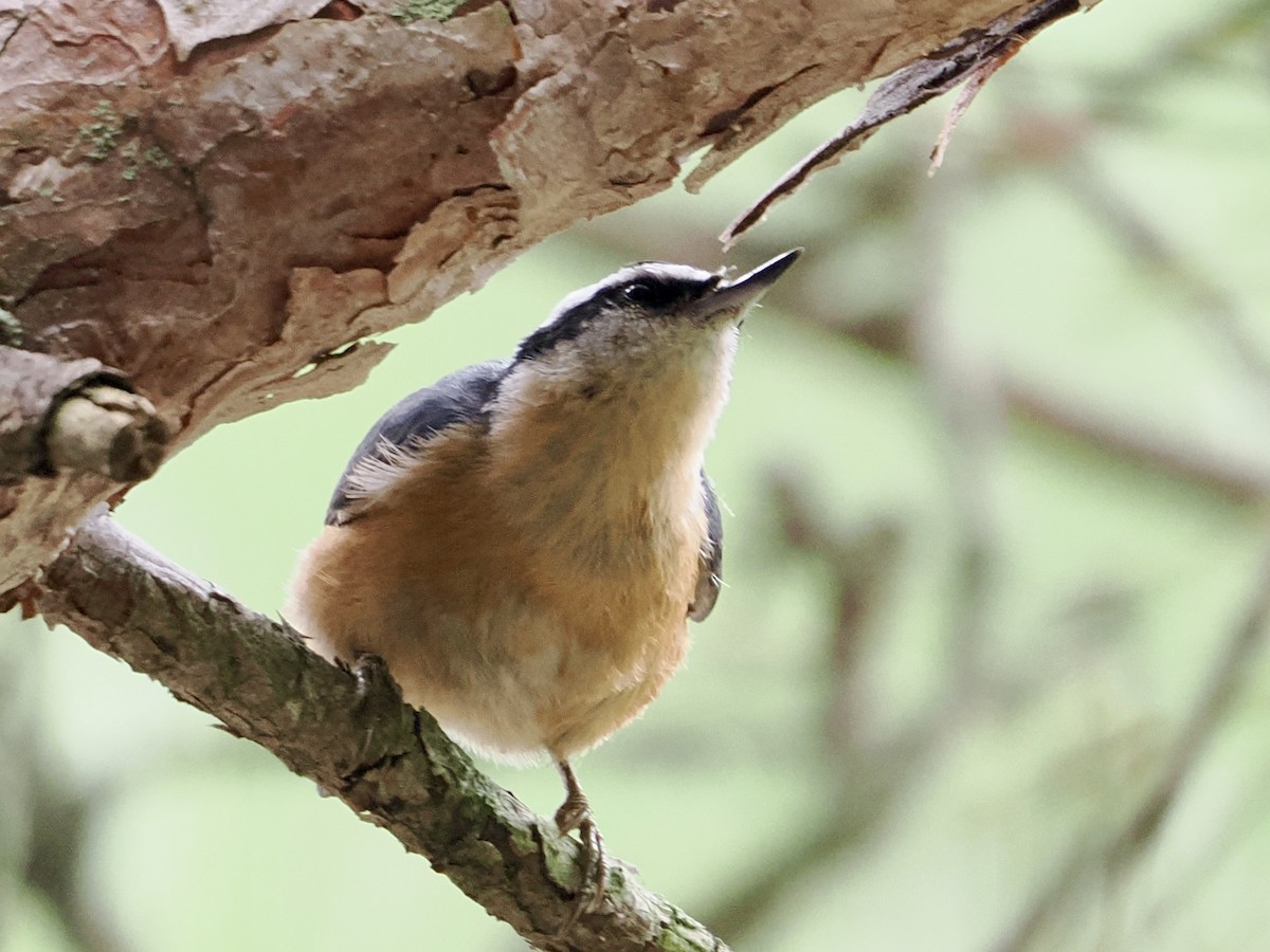 Red-breasted Nuthatch - ML641815977