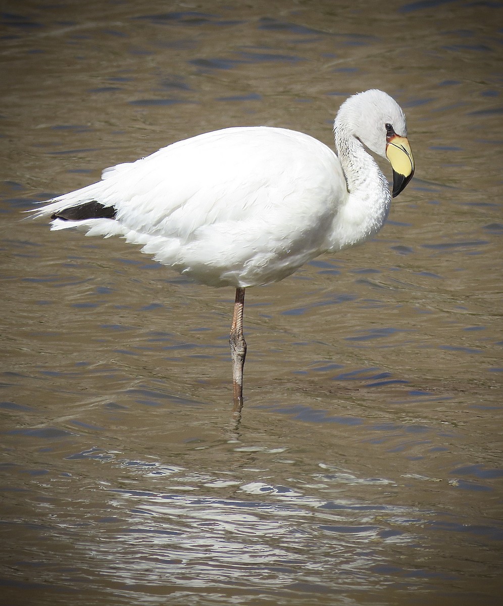 James's Flamingo - ML641815981