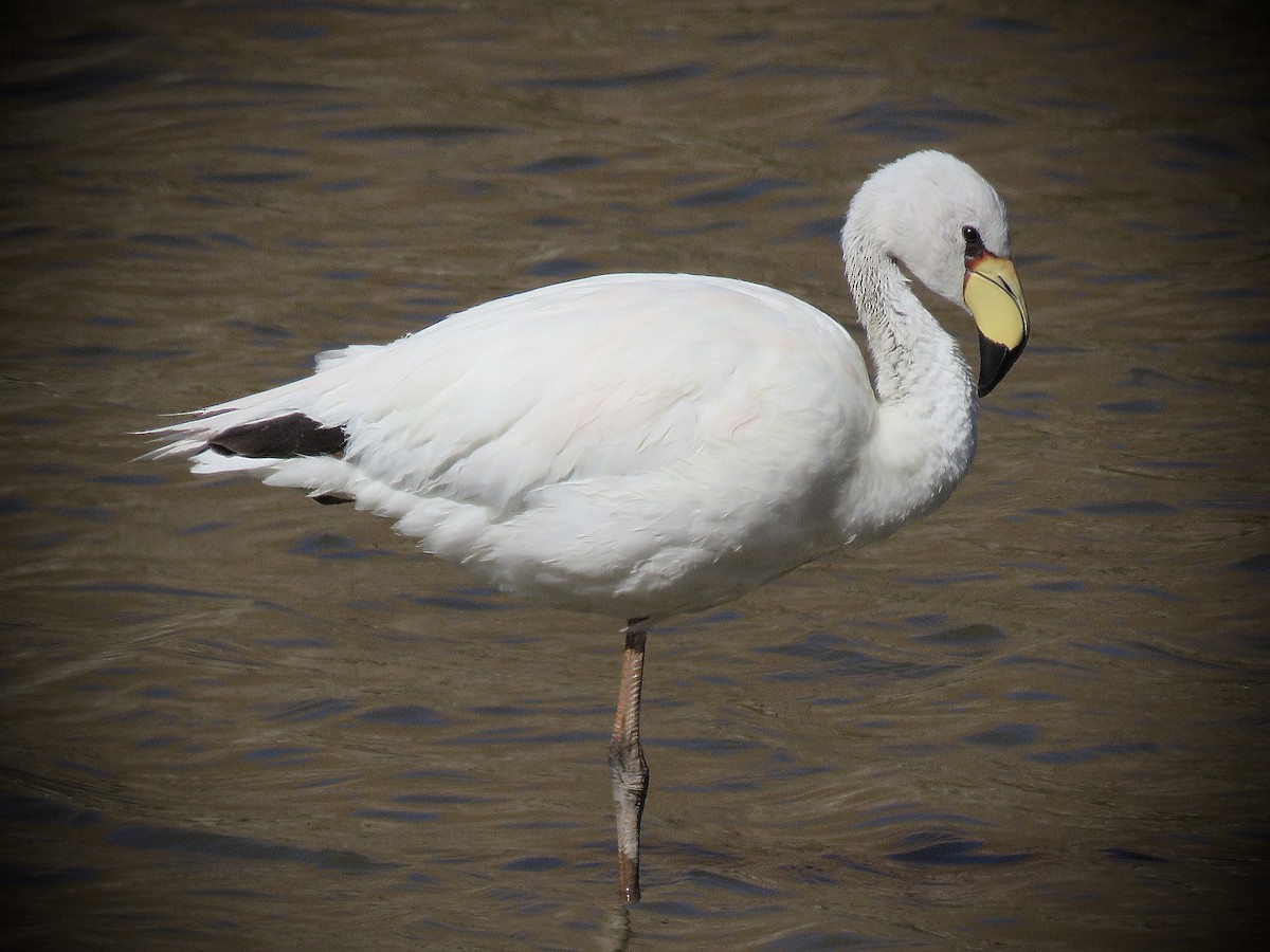 James's Flamingo - ML641815982