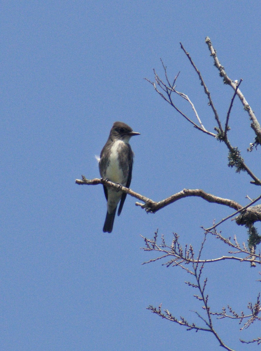 Olive-sided Flycatcher - ML641815983
