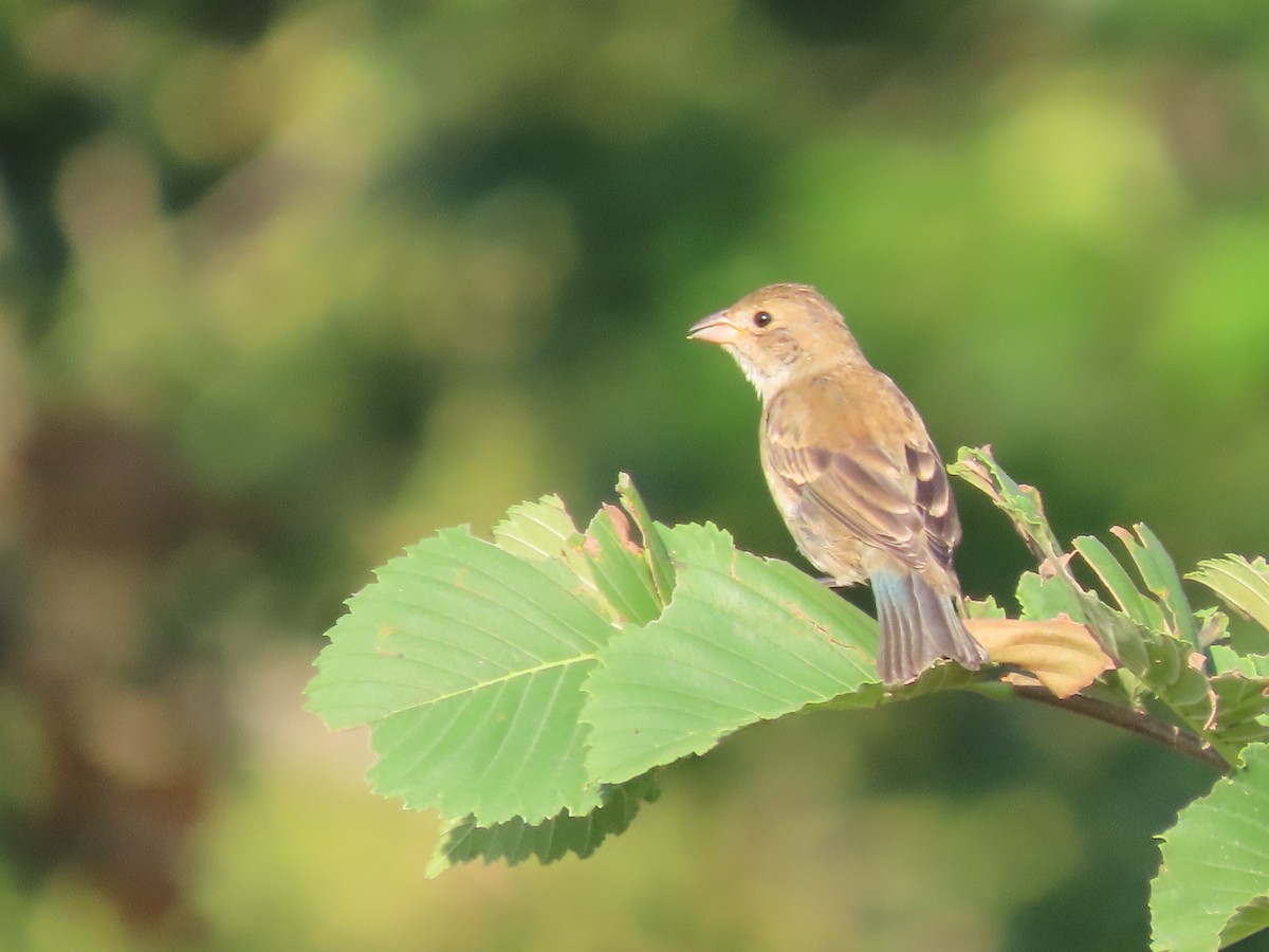 Indigo Bunting - ML641815985
