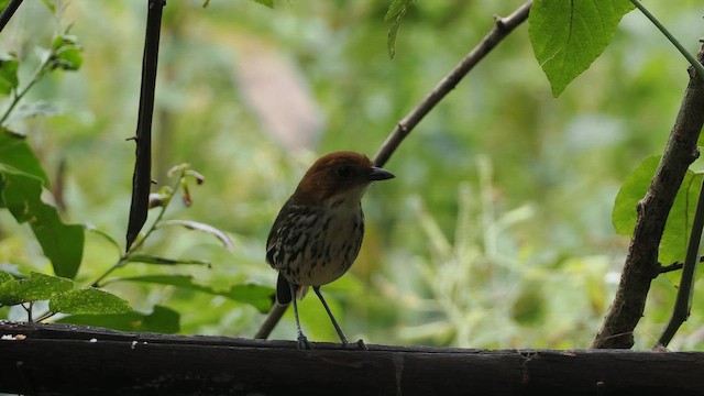 Chestnut-crowned Antpitta - ML641815986