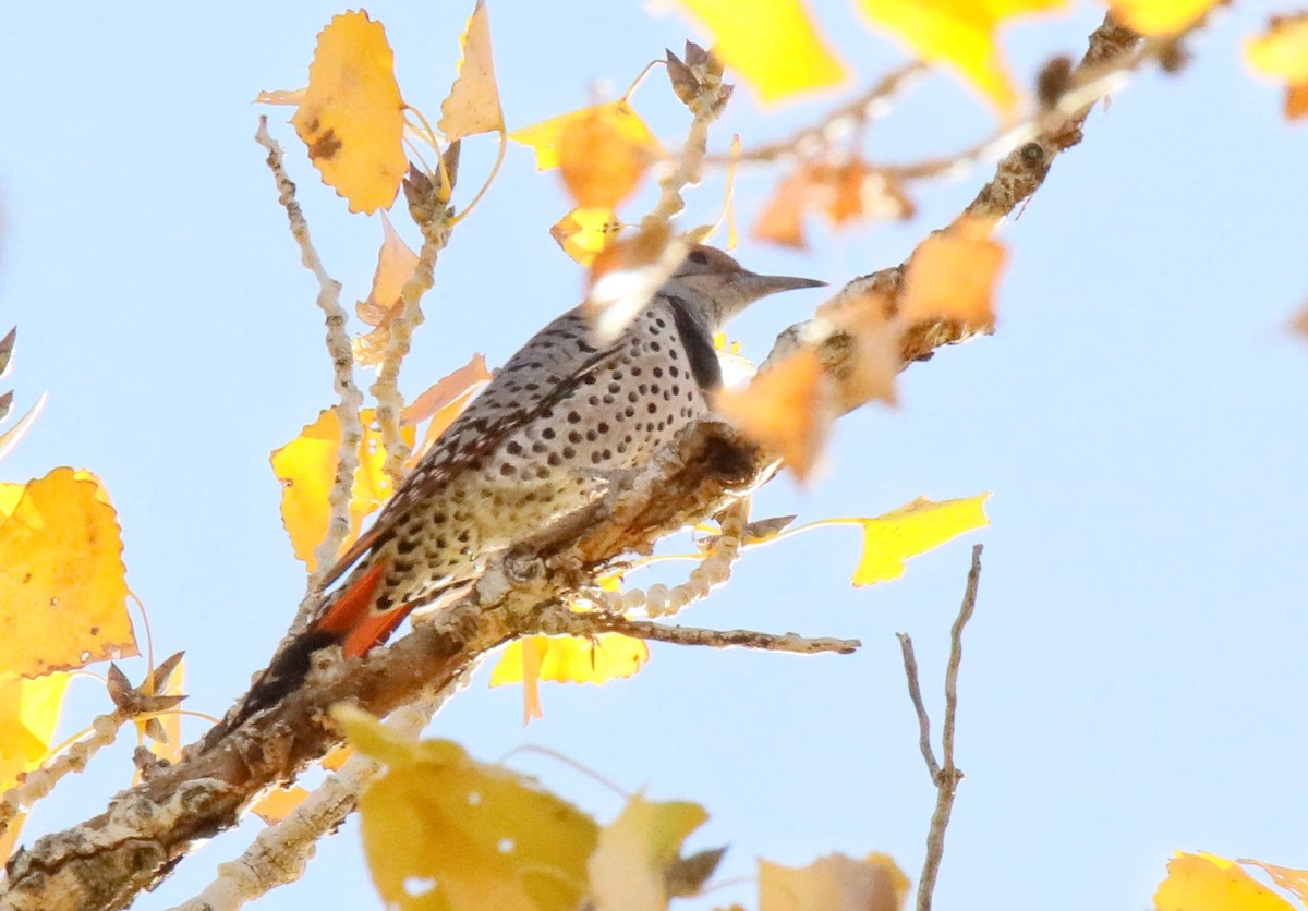 Northern Flicker (Red-shafted) - ML641815988