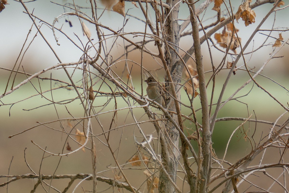 Lazuli Bunting - ML641815994