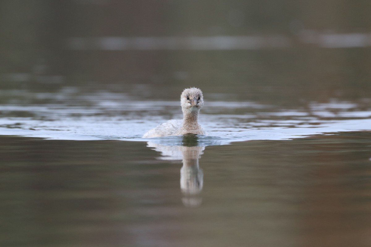 Pied-billed Grebe - ML641816022