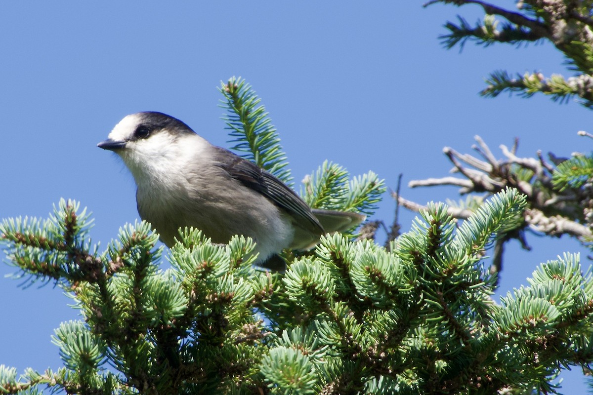 Canada Jay - ML641816026
