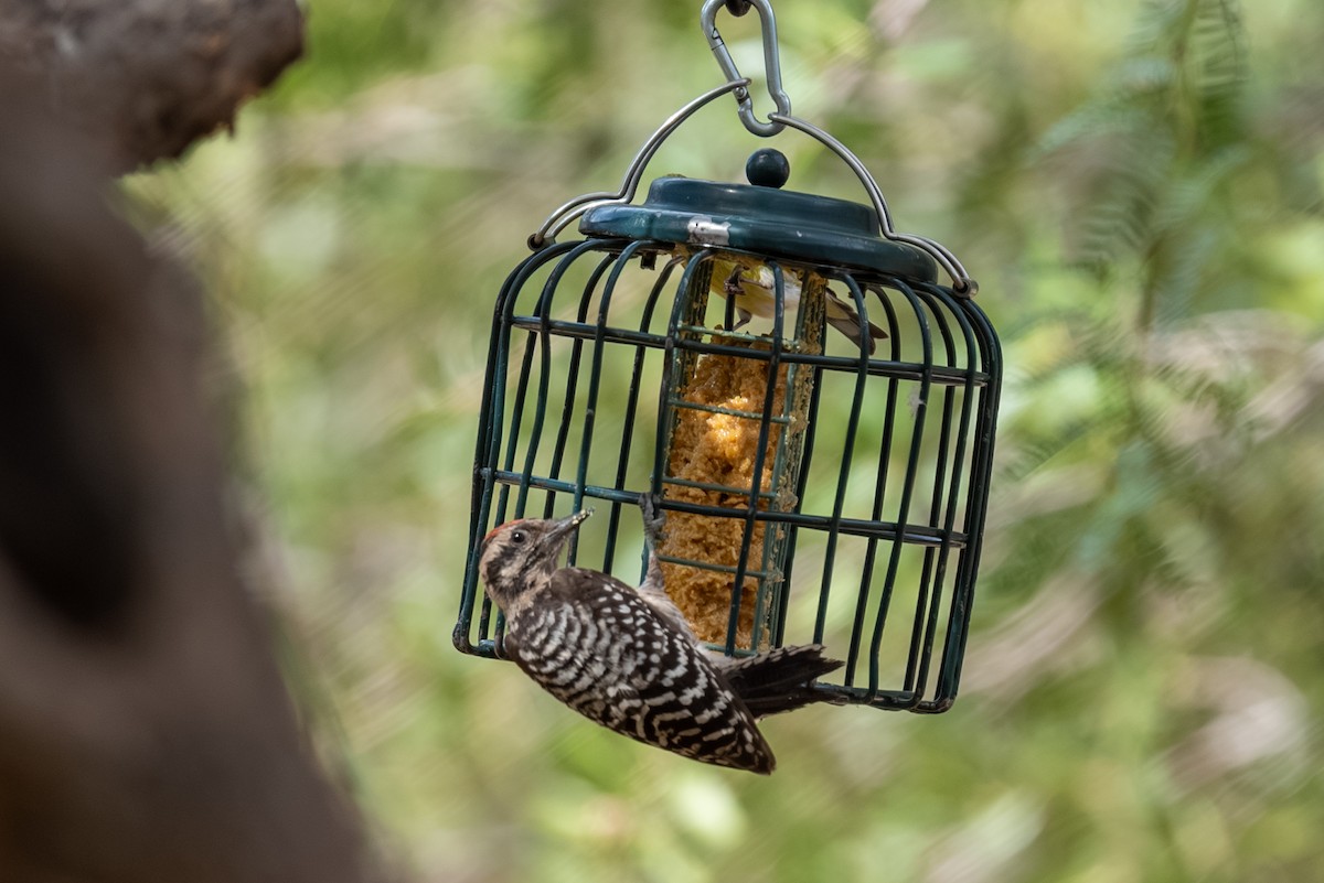 Ladder-backed Woodpecker - ML641816028