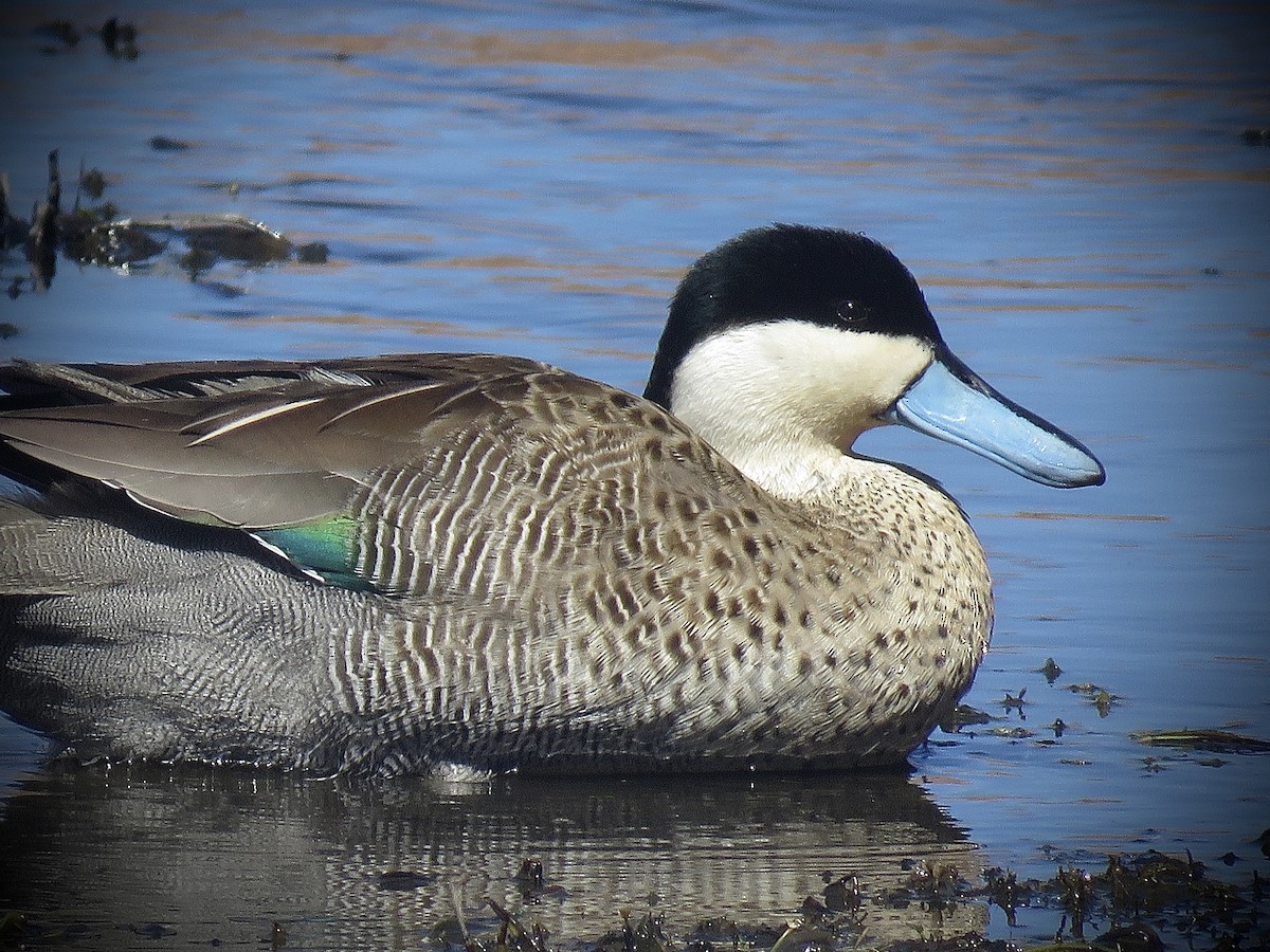 Puna Teal - ML641816031