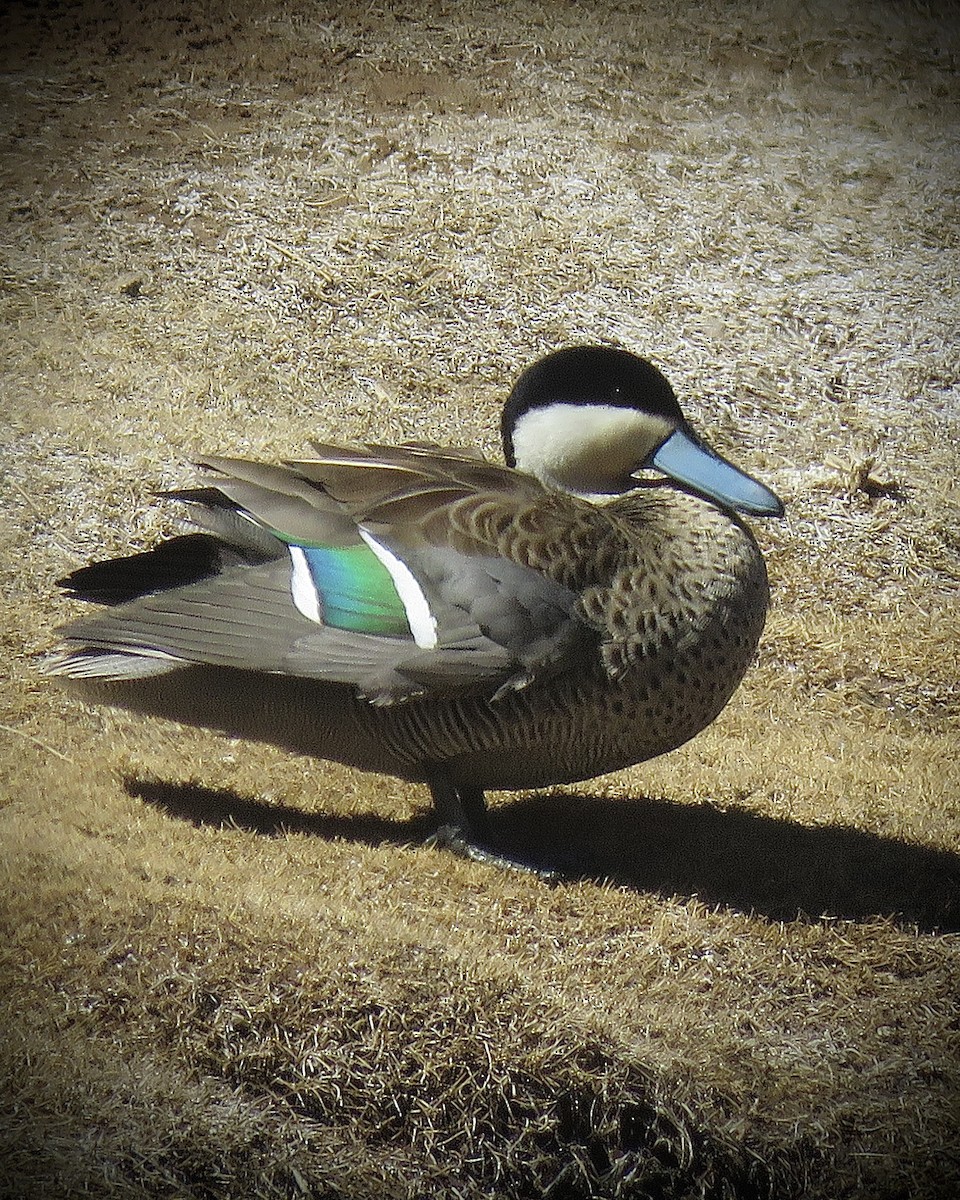 Puna Teal - ML641816033
