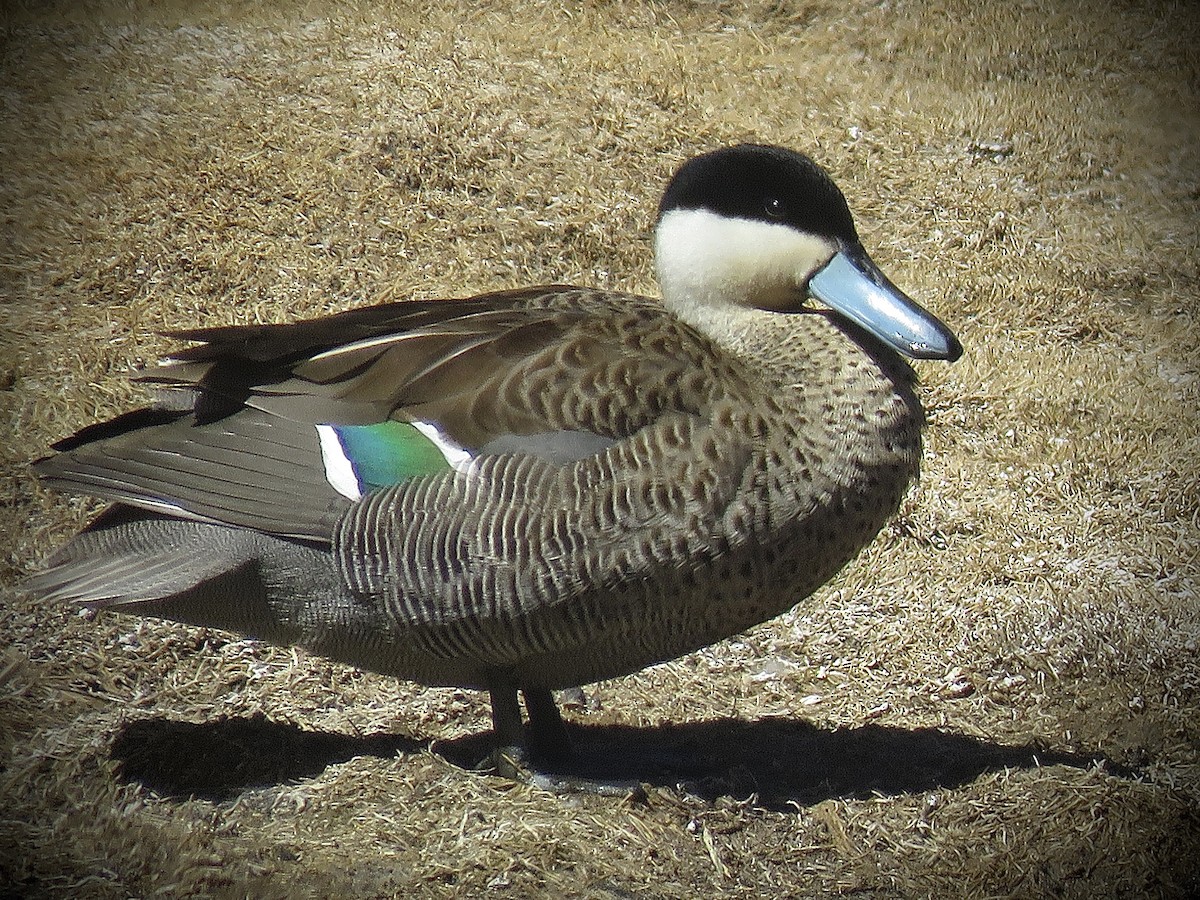 Puna Teal - ML641816035