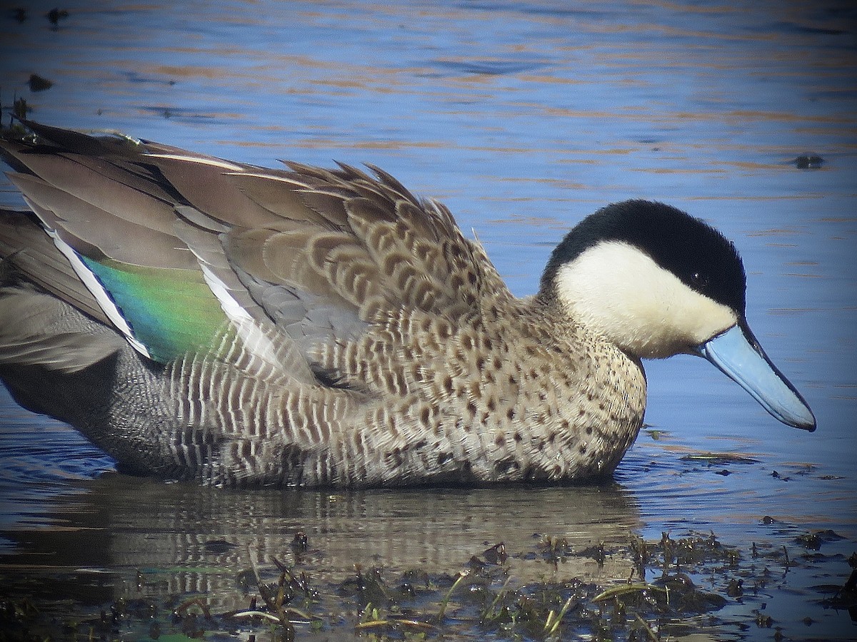 Puna Teal - ML641816037