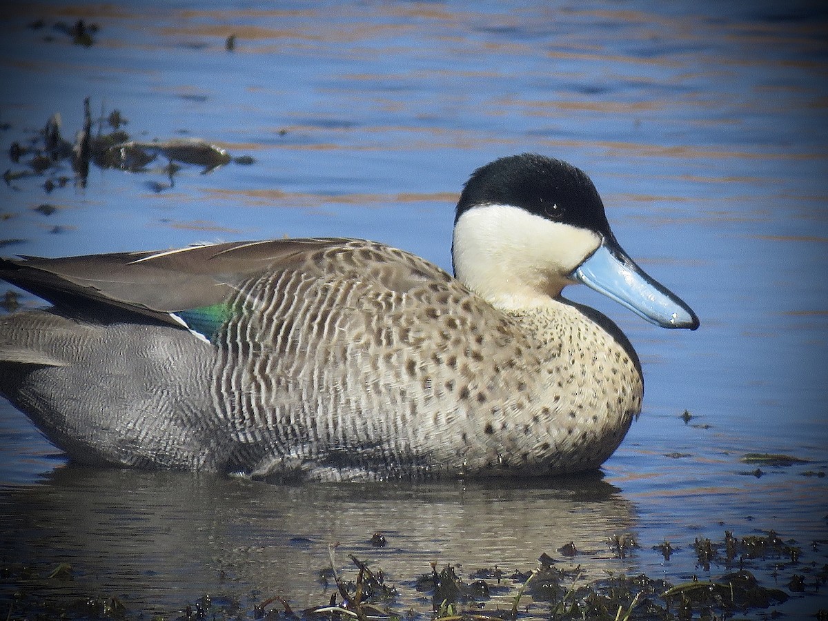Puna Teal - ML641816038