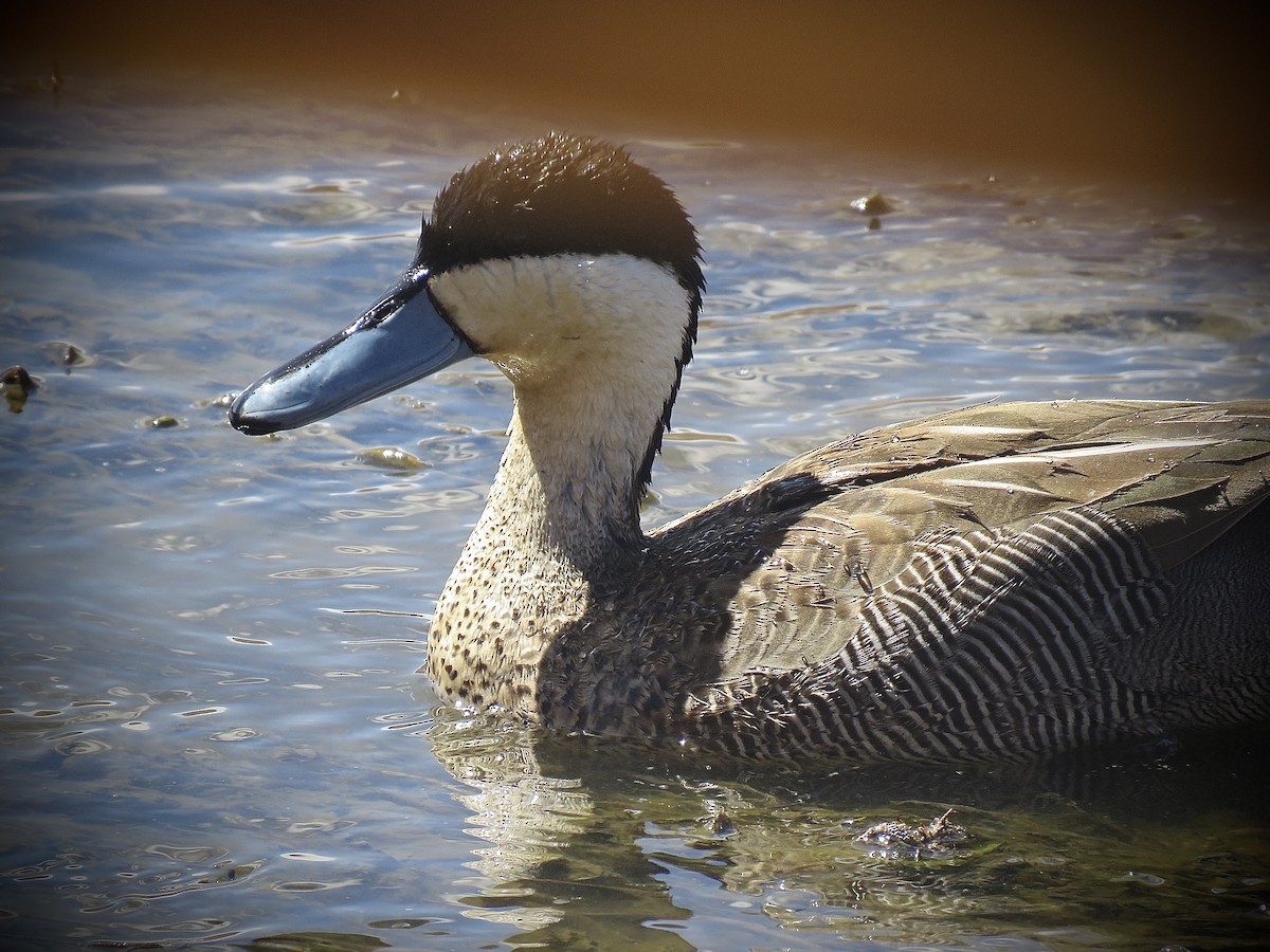 Puna Teal - ML641816040
