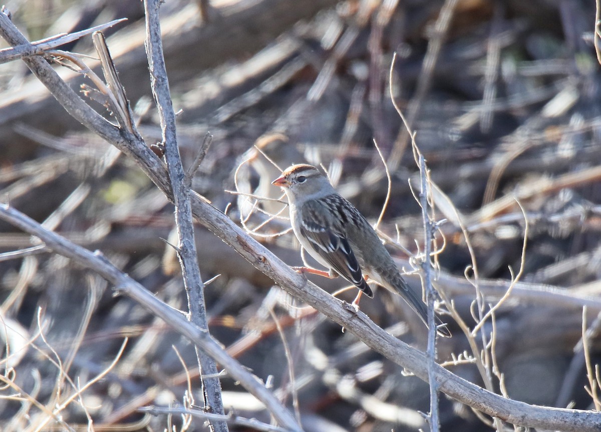 White-crowned Sparrow - ML641816044