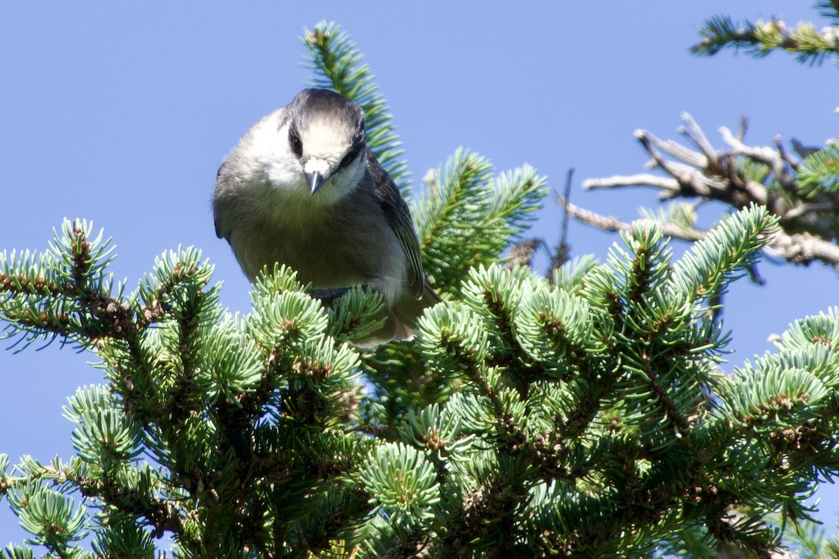 Canada Jay - ML641816045