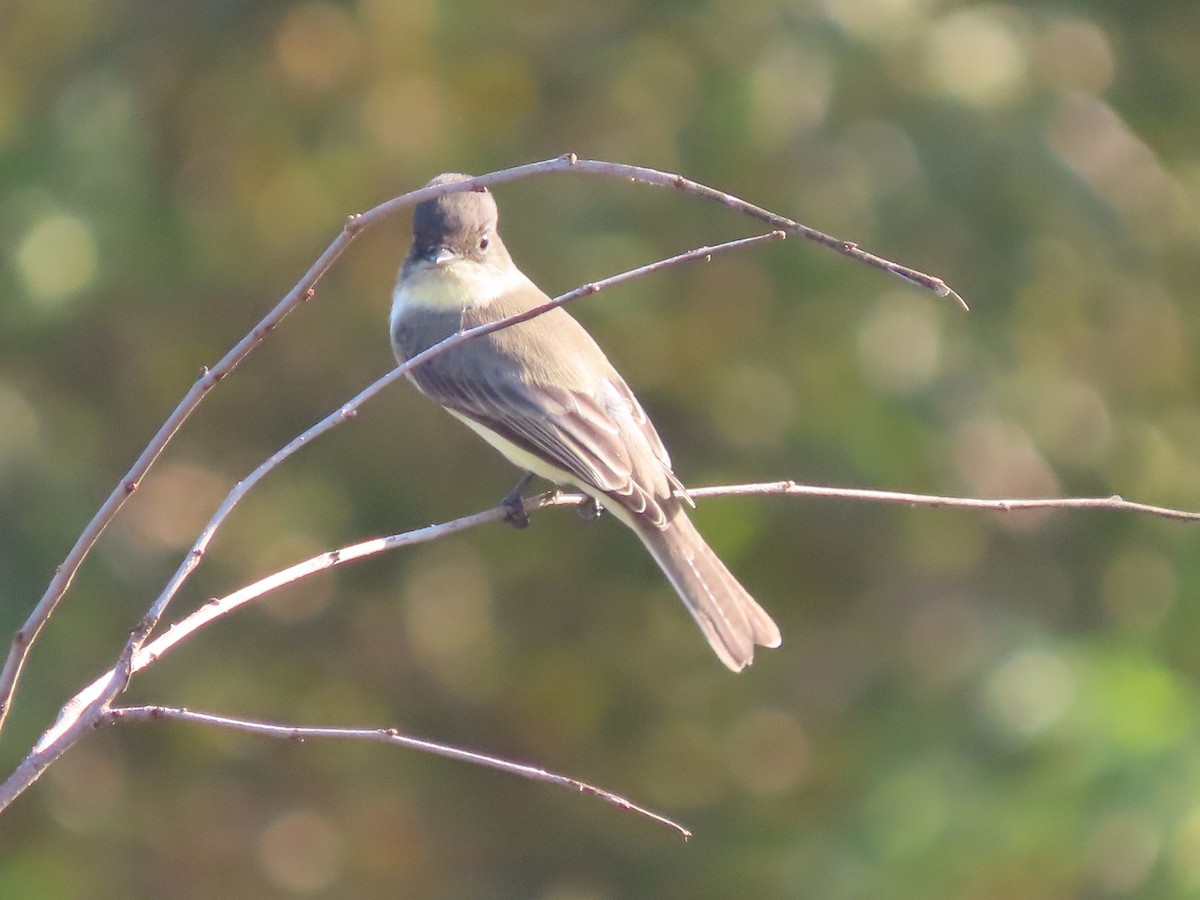 Eastern Phoebe - ML641816046