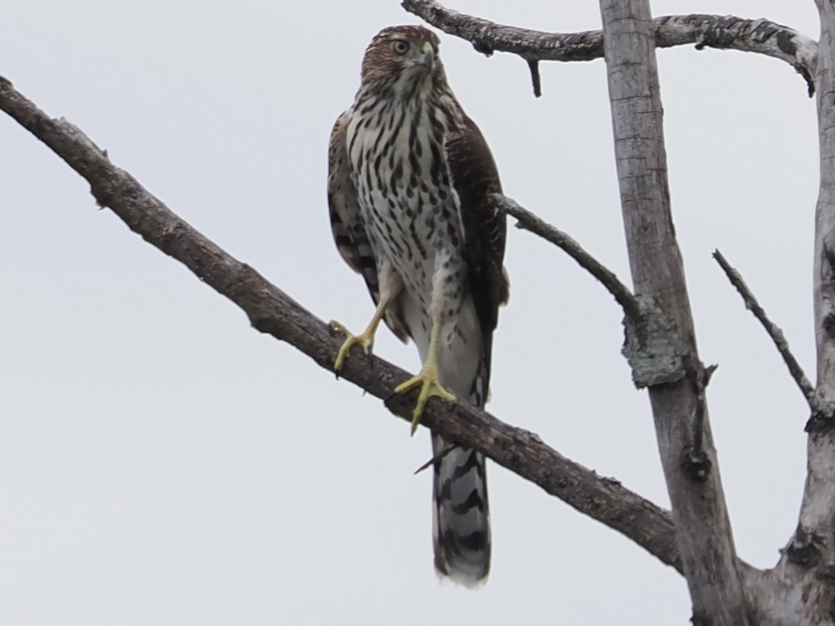 Cooper's Hawk - ML641816047