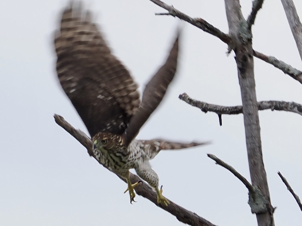 Cooper's Hawk - ML641816048